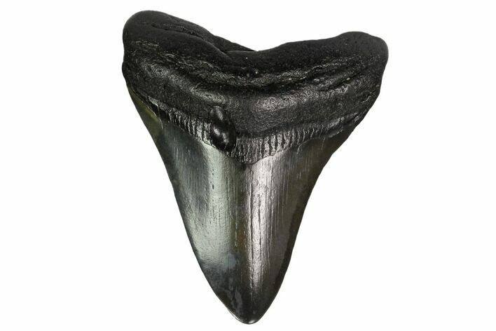Fossil Megalodon Tooth - South Carolina #164944